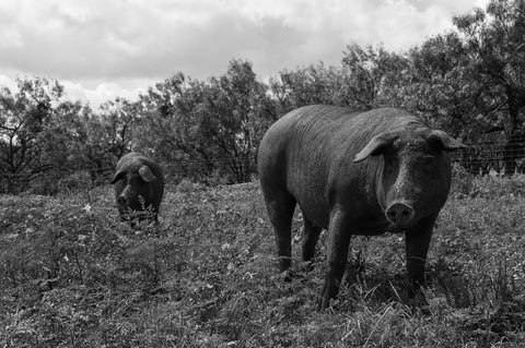 Two pigs standing in a grassy field with trees in the background