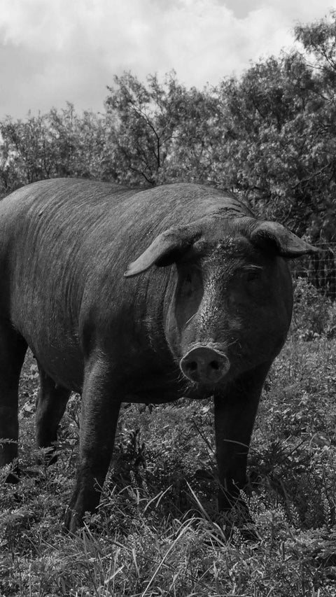 Two pigs standing in a grassy field with trees in the background